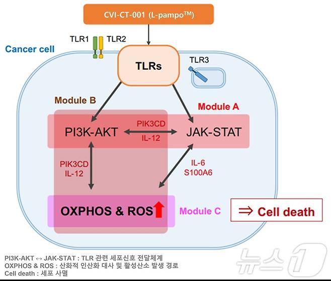 AI 알고리즘을 활용해 예측한 면역항암제 CVI-CT-001(L-pampo™)의 암세포 사멸 관련 경로 도식.(차백신연구소 제공)/뉴스1 ⓒ News1