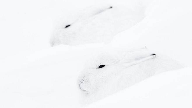 (Credit: Kevin Hall)