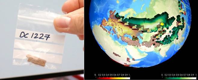 (왼쪽부터)러시아 '데니소바 동굴'에서 발견된 소녀 '데니'의 뼈 표본. 이를 통해 네안데르탈인과 데니소바인 사이에 상호 교배가 일어났음을 알아냈다/ 고기후·식생 시뮬레이션 결과와 고인류학적 증거를 결합해 네안데르탈인과 데니소바인의 공유 서식지도를 그린 결과. 중앙 아시아와 북유럽 지역에서 상호 교배가 일어났을 것으로 추정된다. 지도에 보이는 빨간 점은 네안데르탈인이 선호한 서식지를 나타내고 초록색 점은 데니소바인이 선호한 서식지를 나타낸다. 서식지 공유가 일어난 지역은 색상이 겹쳐있다. Katerina Douka, Tom Higham / IBS 기후물리 연구단 제공