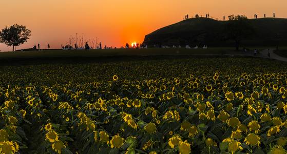 호로고로는 연천군의 임진강·한탄강 북안에서만 발견되는 강안 평지성(江岸 平地城)으로 당포성, 은대리성과 함께 고구려 3대성으로 불리는데 입지조건과 평면 형태, 축성방법이 매우 유사하다. 호로고루의 어원에 대해서는 “이 부근의 지형이 표주박, 조롱박과 같이 생겼다.” 하여 호로고루라고 불린다는 설과 ‘고을’을 뜻하는 ‘홀(호로)’와 ‘성’을 뜻하는 ‘구루’가 합쳐져 ‘호로고루’가 되었다는 설이 있다, 호로고루 뒤로 넘어가는 해를 해바라기들이 배웅하고 있다. 권혁재 사진전문기자