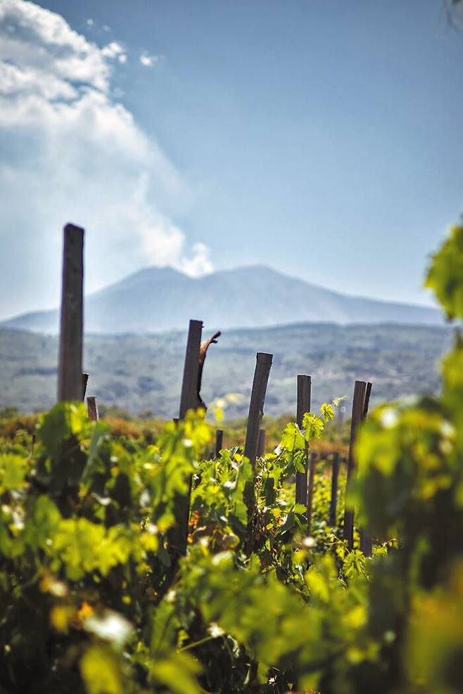 이탈리아 시칠리아섬 동부. 한 포도밭 너머로 활화산인 에트나가 보인다./Unsplash