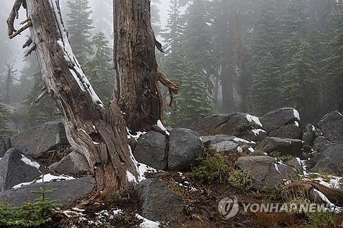 지난 24일(현지시간) 미국 캘리포니아주 시에라 네바다 산맥에 있는 유다산 루프트레일에 눈이 내린 모습. 사진 연합뉴스.