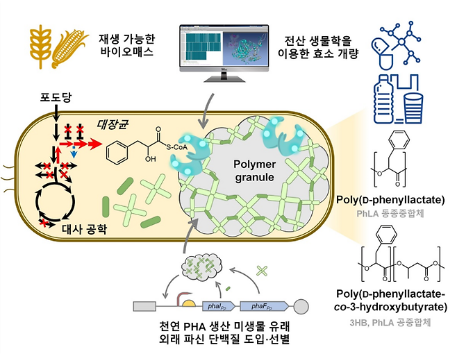 향족 폴리에스터 생산 미생물 개발 전략. KAIST 제공