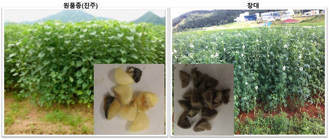케나프 원품종(진주)과 원자력연이 개발한 신품종 장대의 모습을 비교한 사진 /사진=원자력연