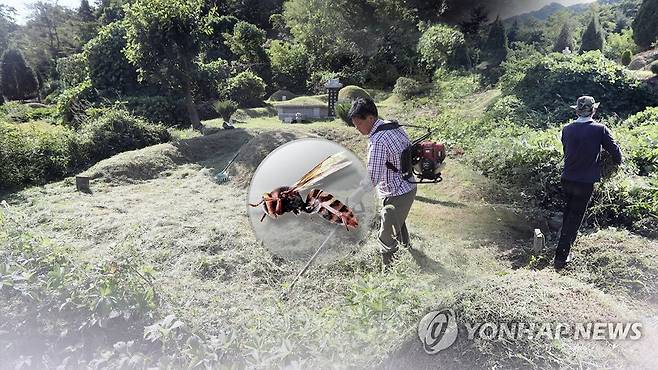 벌초기간 벌 쏘임 주의 [연합뉴스TV 제공]