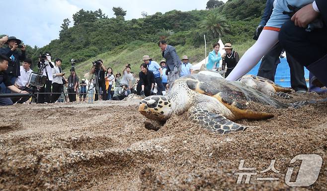 28일 오전 제주 서귀포시 중문 색달해수욕장에서 열린 바다거북 방류행사에서 바다거북이 바다로 향하고 있다.  2024.8.28/뉴스1 ⓒ News1 오현지 기자