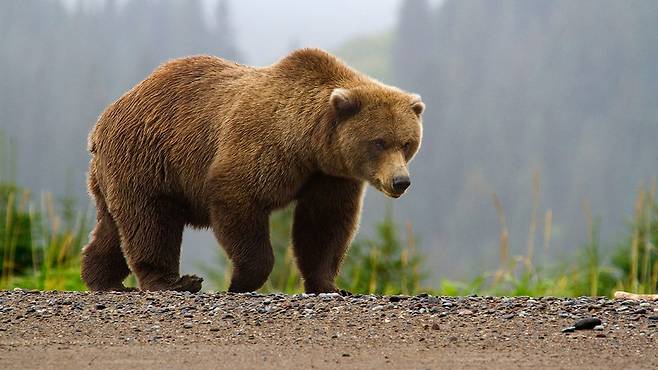 미국 곰 중에서 덩치가 크고 사나운 불곰. /Kevyn Jalone. National Park Service