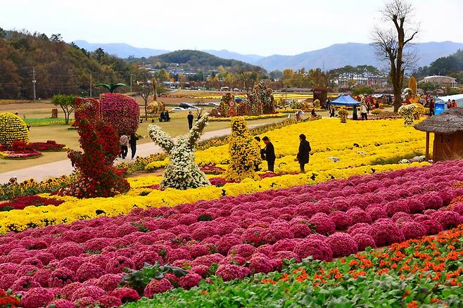 2023 화순 고인돌 가을꽃 축제./사진제공=화순군