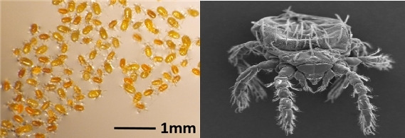털진드기 유충(왼쪽)과 털진드기 유충 전자현미경 사진. 환경부