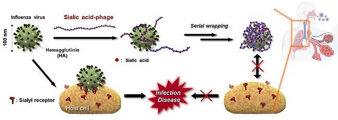 [서울=뉴시스] 시알산 수용체-모방 화합물 도입 M13 파지의 인플루엔자 바이러스 감염 저해 (사진=성균관대 제공) *재판매 및 DB 금지