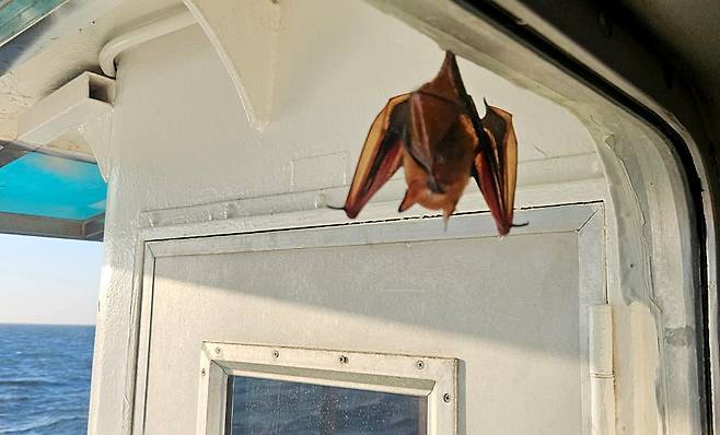 30일 오후 인천시 옹진군 연평도 남서쪽 32㎞ 해상에 있던 500t급 국가어업지도선에서 멸종위기종 붉은박쥐(황금박쥐)가 조타실 창틀에 매달려 있다. /연합뉴스