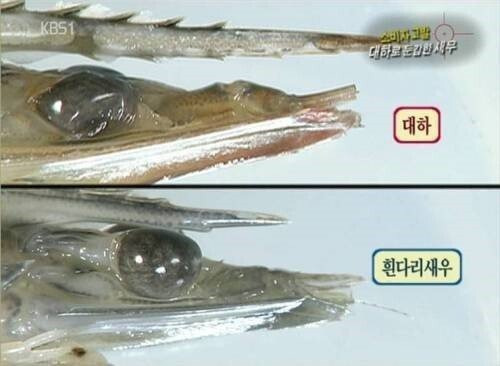 새우 구별법.jpg [끌올] 잘 모르는 분만 보세요!! 가을철 갑각류 구분법