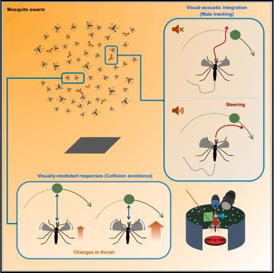 말라리아모기 아노펠레스 콜루지 수컷 비행 시뮬레이터 실험 [Current Biology / Jeffrey A. Riffell et al. 제공. 재판매 및 DB 금지]