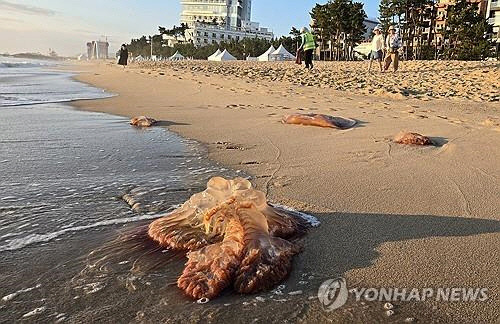 독성 해파리. 연합뉴스