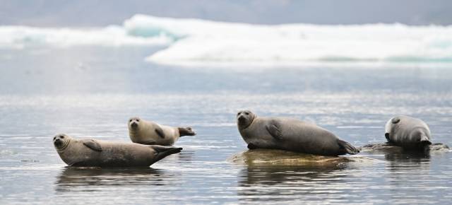 널찍한 해빙 위에서 휴식을 취해야 하는 물범들이 지난달 6일 노르웨이 스발바르 블룸스트랜드에서 돌 위에 누워있다. 해빙 감소로 서식지 파괴, 먹이 부족 등을 겪으면서 물범 등의 북극 해양 포유류는 멸종위기에 처했다.