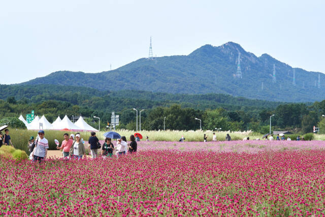 지난해 나리농원에서 열린 천일홍축제 현장에서 관람객들이 천일홍을 둘러 보며 가을 정취를 느끼고 있다. 양주시 제공