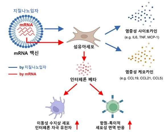 [서울=뉴시스] 질병관리청과 국립보건연구원이 mRNA 백신의 접종 부위에서 초기 면역증강 효과를 유도하는 매커니즘을 발견하고, 이를 세계적인 학술지인 네이처 커뮤니케이션즈(Nature Communications) 저널에 지난달 27일자로 게재했다고 1일 밝혔다. (자료=질병관리청 제공) *재판매 및 DB 금지