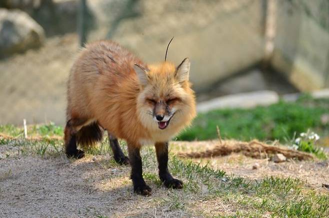 A red fox (National Institute of Ecology)