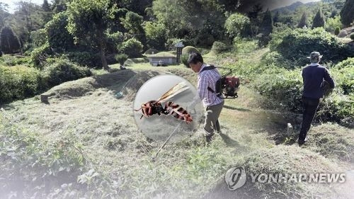 벌초시 벌쏘임 주의./연합뉴스 제공/