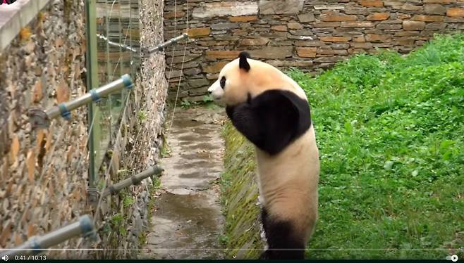 토요일인 8월 30일에 촬영된 푸바오. 두손모아 인사하는 모습