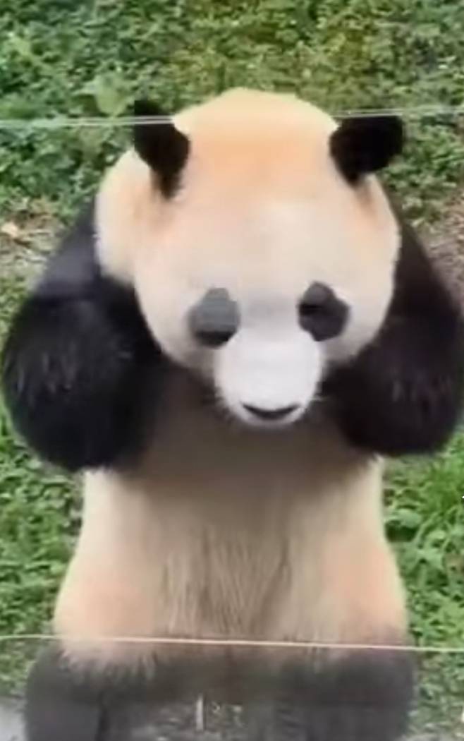 8월30일 푸바오 팬의 개인 촬영 캡쳐. 두손 모은 푸바오의 인사. 비밀 접객을 위해 가혹한 훈련을 받았을 것으로 추정된다.