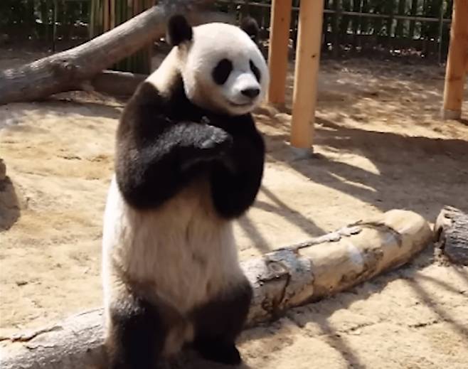 푸바오 아빠 러바오는 소문난 비밀접객 판다였다. 러바오는 에버랜드에 오자마자 이런 행동을 반복해보였다.