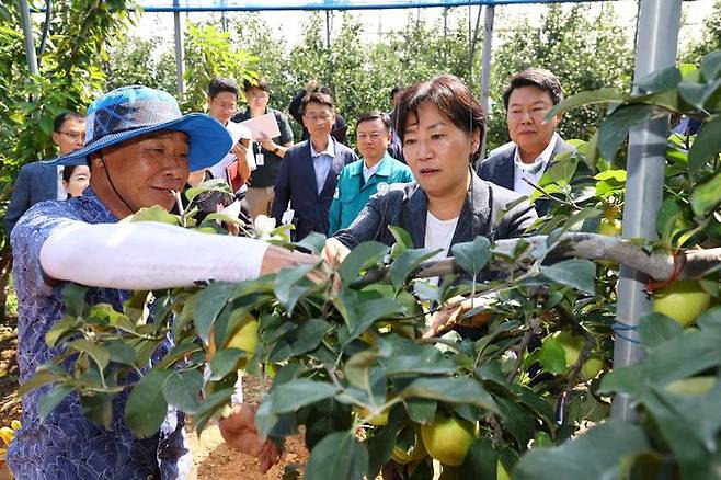 [서울=뉴시스] 송미령 농림축산식품부 장관이 16일 충남 당진에 위치한 사과 농가를 찾아 과수 농가의 태풍 대비 상황과 추석 대비 사과 생육 및 출하 상황 등을 점검하고 있다. (사진=농림축산식품부 제공) 2024.08.16. photo@newsis.com *재판매 및 DB 금지