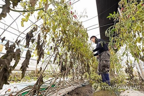 수해 현장 복구 돕는 군 장병들     (익산=연합뉴스) 기록적인 폭우로 침수 피해를 본 전북 익산시 한 시설하우스에서 지난 7월 16일 육군 35사단 장병들이 수해 복구 작업에 힘을 보태고 있다. 2024.9.2 [익산시 제공. 재판매 및 DB금지]
    jaya@yna.co.kr
(끝)