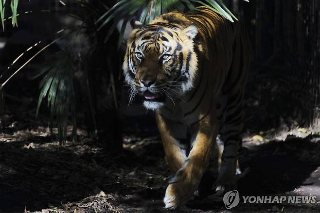 수마트라 호랑이 호주 동물원에 있는 수마트라 호랑이 모습.
[AP 연합뉴스 자료사진. 재판매 및 DB 금지]