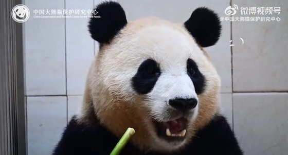 중국자이언트판다보존연구센터가 공개한 푸바오의 근황. 사진 중국자이언트판다보존연구센터 웨이보 캡처