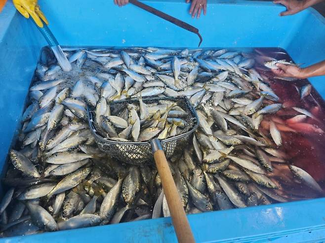 충남 보령 대천항에서 어획한 가을전어 /이마트 제공