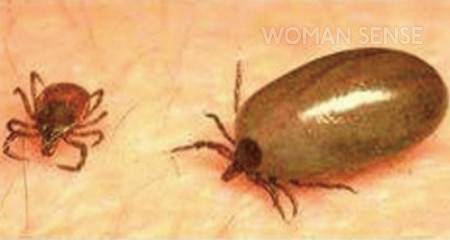 작은소참진드기 : 출처 질병관리청(왼쪽은 흡혈 전, 오른쪽은 흡혈 후 모습)