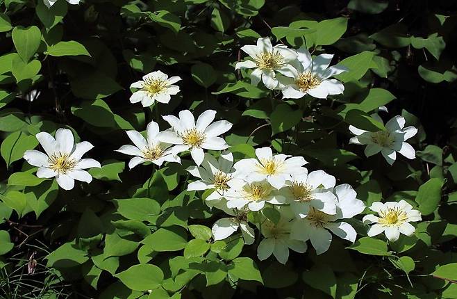 큰꽃으아리 [국립수목원 제공. 재판매 및 DB 금지]