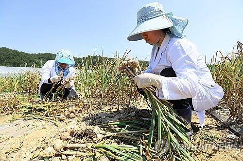 마늘 수확하는 연구원들     (서울=연합뉴스) 지난 6월 13일 전남 무안군 농촌진흥청 국립원예특작과학원 파속채소연구센터 시험연구 재배지에서 연구원들이 우리 마늘 '홍산' 품종을 수확하고 있다. 2024.9.4 [농촌진흥청 제공. 재판매 및 DB 금지]
    photo@yna.co.kr
