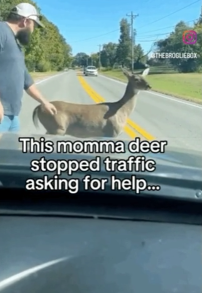 image.png 포텐간 도움을 요청하는 엄마사슴 숏츠 짜집기임