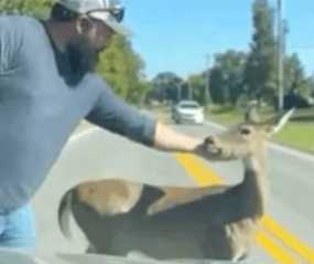 image.png 포텐간 도움을 요청하는 엄마사슴 숏츠 짜집기임