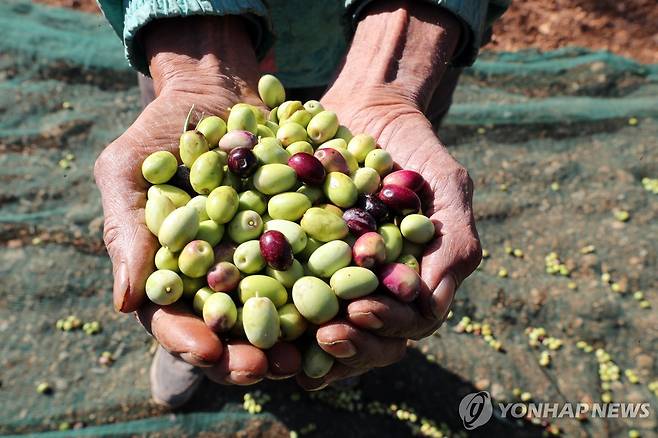 올리브 열매 [EPA 연합뉴스 자료사진 재판매 및 DB 금지]