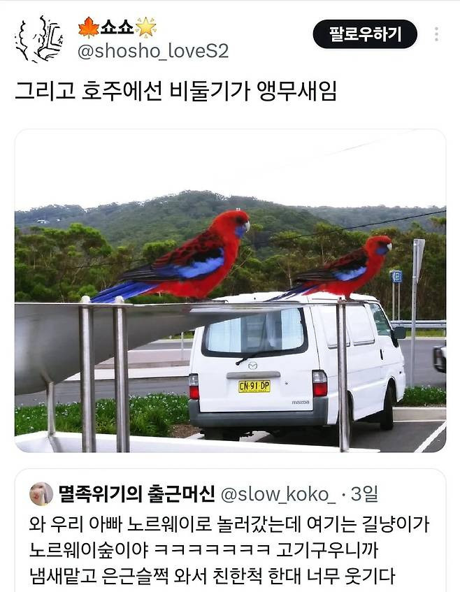 3.jpg 당연한건데 신기한 나라별 길고양이