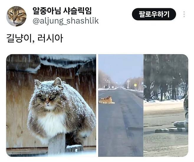 4.jpg 당연한건데 신기한 나라별 길고양이