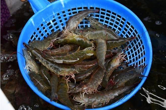 제철 맞은 대하 / 사진 = 홍성군