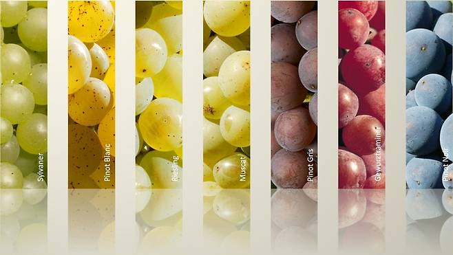 알자스 7개 품종. 알자스와인협회