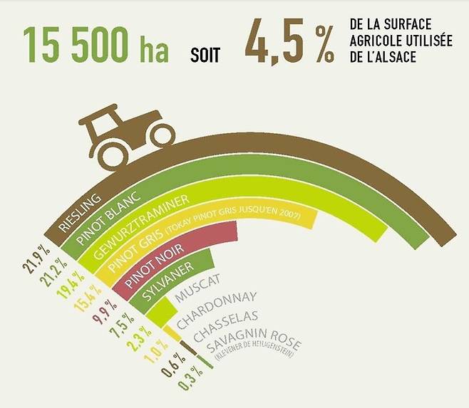 알자스 품종별 재배 비중. 폴 미트나흐