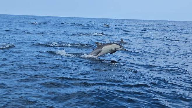 [울산=뉴시스] 울산남구도시관리공단(이사장 이춘실)은 7일 오후 3시 10분께 울산 장생포로부터 남동쪽 16㎞ 해상에서 참돌고래떼 100여 마리를 발견했다고 밝혔다. (사진= 울산남구도시관리공단 제공) 2024.09.07.photo@newsis.com *재판매 및 DB 금지