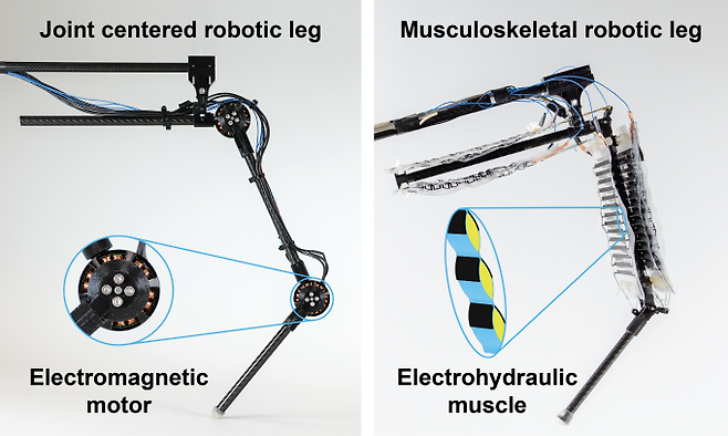 연구팀이 개발한 전기유압식 구동 장치를 활용한 로봇 다리(오른쪽)와 기존 모터식 로봇 다리를 비교한 그림. Fukushima Buchner 제공