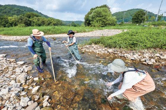 손상호 작가와 이준호·변우빈 학생기자(왼쪽부터 시계방향으로)가 물고기 관찰을 위해 족대를 이용해 물고기를 잡고 있다. 족대를 잡는 사람과 물고기를 모는 사람의 합이 중요하다.