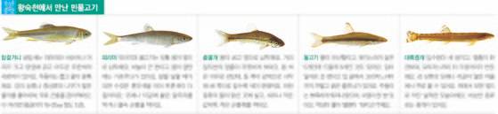 왕숙천에서 만난 민물고기
