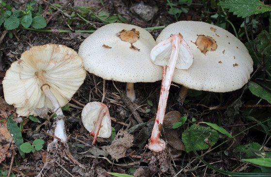 가을철 주요 독버섯 중 하나인 '독흰갈대버섯'. 사진 산림청