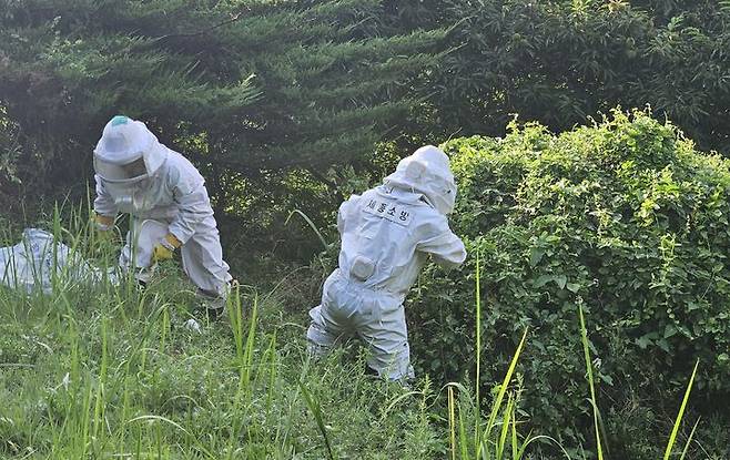 [세종=뉴시스] 장군면 벌집 제거 신고 출동 모습 . (사진=세종소방본부) 2024.09.09. photo@newsis.com *재판매 및 DB 금지