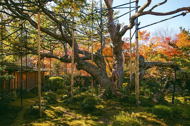 호센인의 상징, 700년 수령의 잣나무