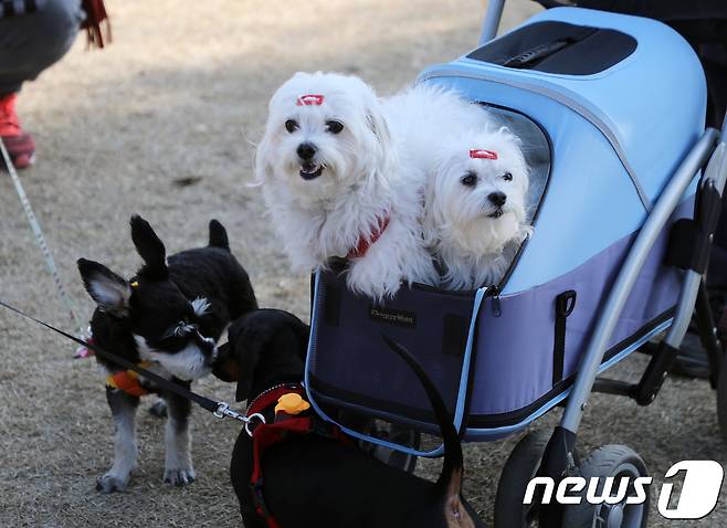 울산 반려동물 문화축제가 열린 4일 남구 태화강 둔치에서 강아지들이 산책을 하고 있다. (사진은 기사 내용과 무관함) / 뉴스1 ⓒ News1 2018.11.4/뉴스1 ⓒ News1 조민주 기자